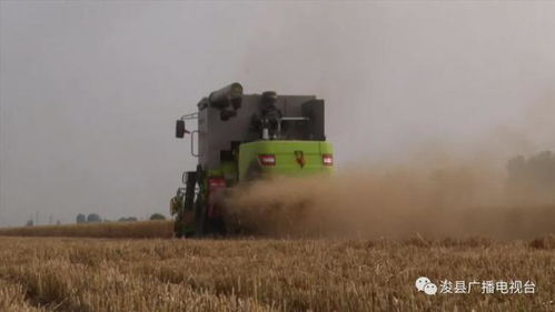 收獲的季節(jié) 鶴壁田間小麥大豐收繁忙景象